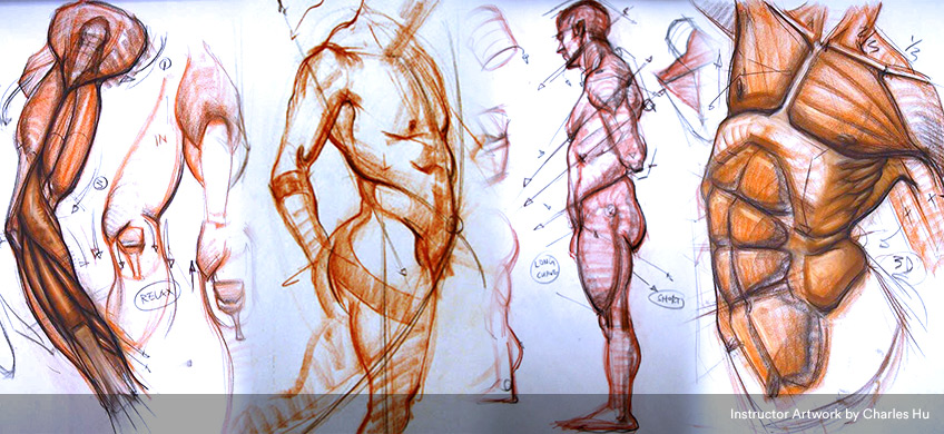 Anatomy for Artists Gnomon